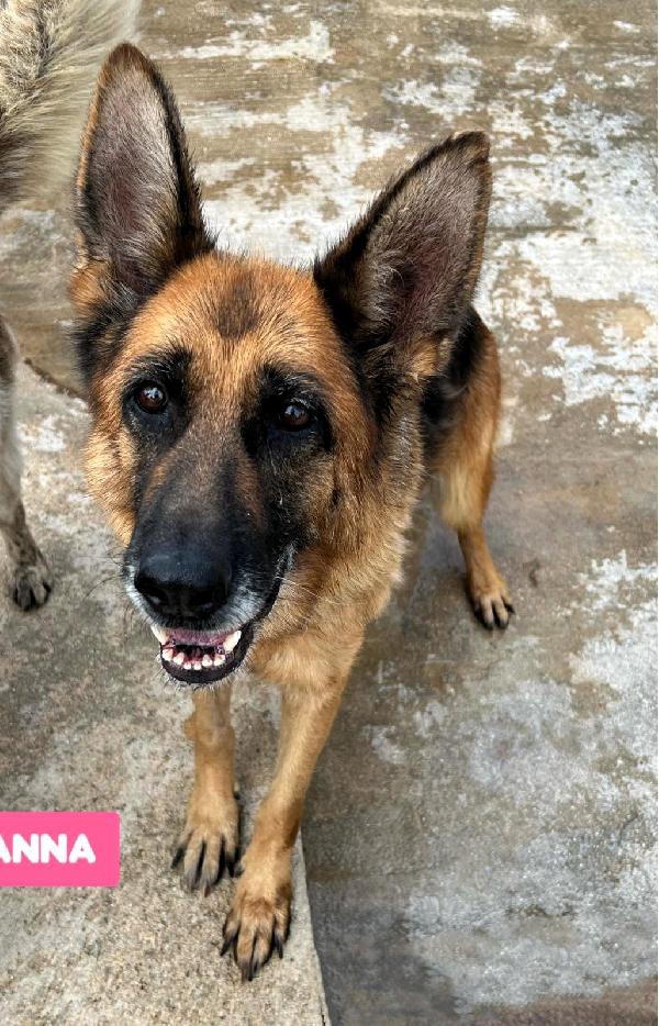 Gianna Pastore Tedesco